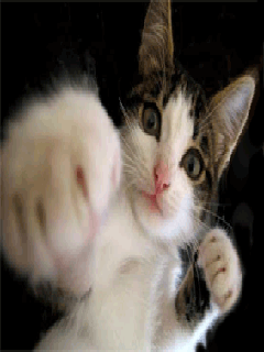 картинки на телефоны, защищайтесь от кошки боксера, сейчас как всем настучу! (Fighter Cat)