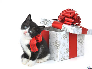 Новогодний котенок (Pet present - new year cat)