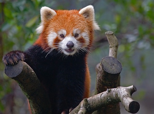 Красная панда (малая панда)
