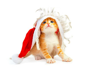 Котёнок в новогоднем колпаке (New Year kitty)